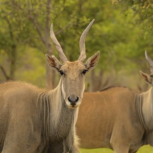 Großer Kudu Kruger National Park